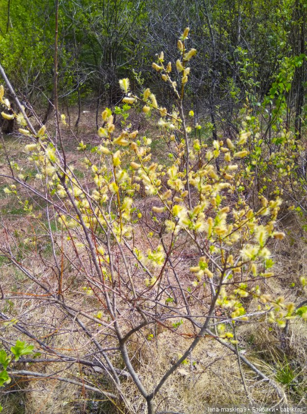 Мещера, весна, куколка ГДР
