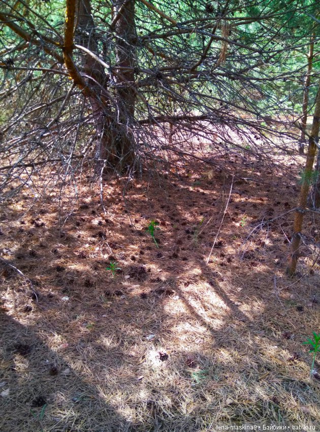 Мещера, весна, куколка ГДР