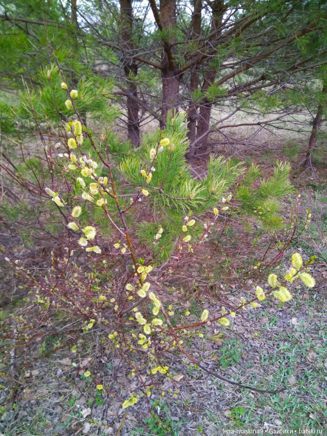 Мещера, весна, куколка ГДР