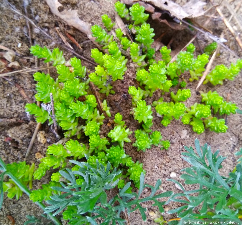 Мещера, весна, куколка ГДР