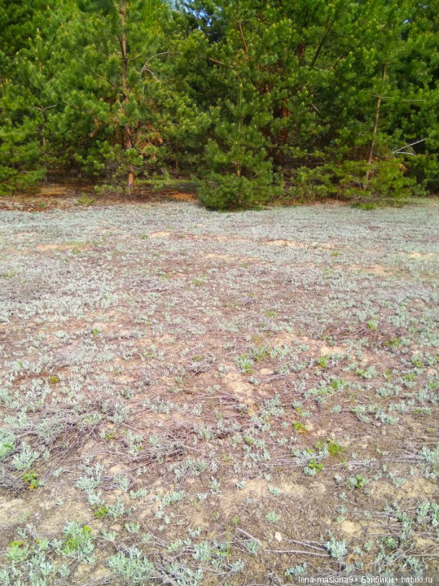 Мещера, весна, куколка ГДР