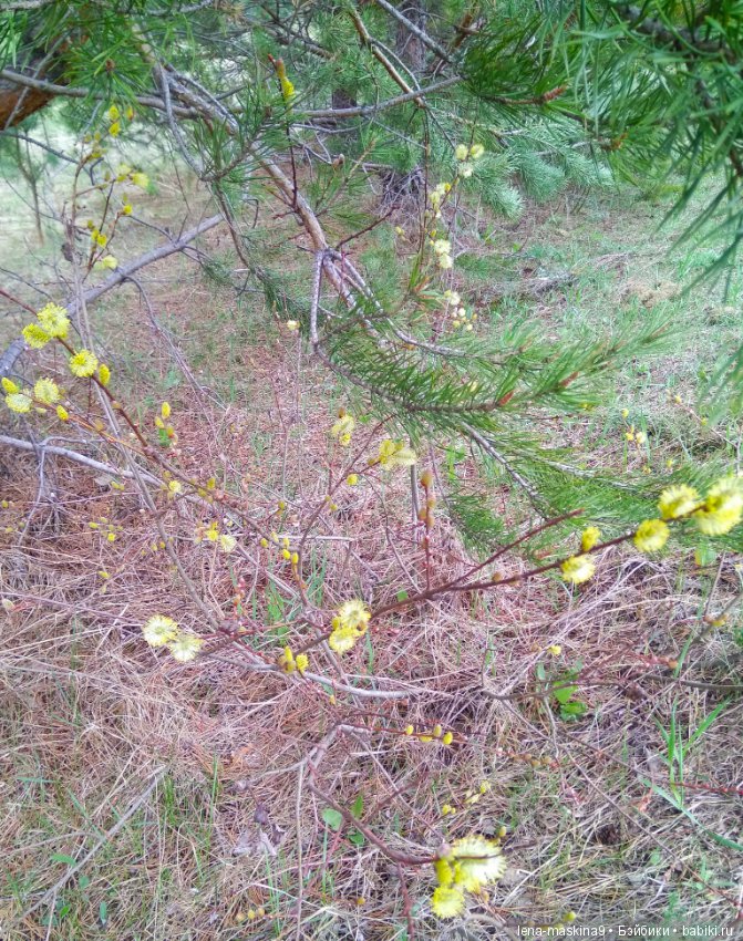 Мещера, весна, куколка ГДР