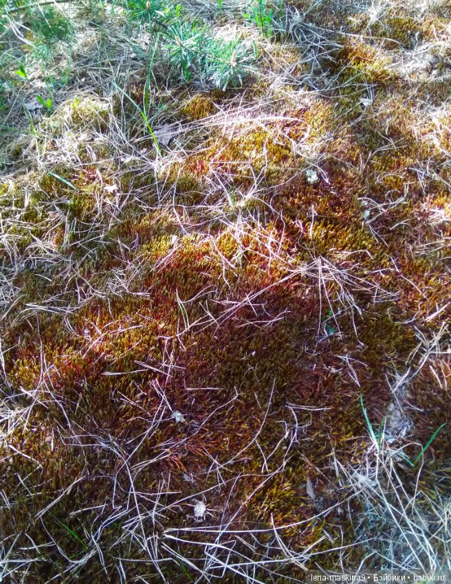 Мещера, весна, куколка ГДР