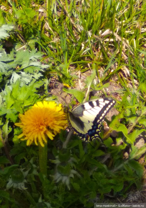 Мещера, весна, куколка ГДР