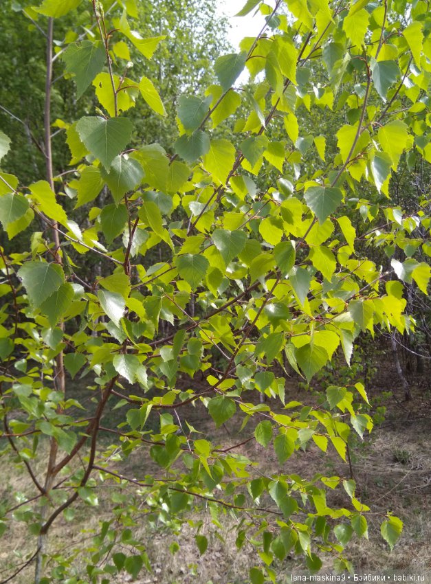 Мещера, весна, куколка ГДР