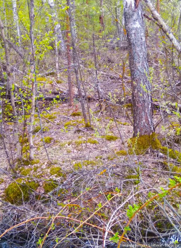 Мещера, весна, куколка ГДР