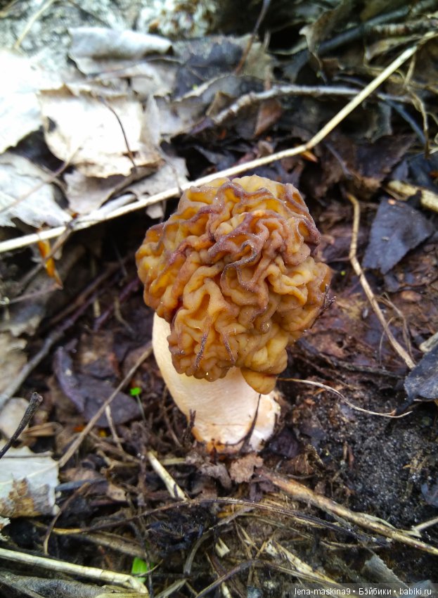 Продолжение, Мещера, куколка Наташа