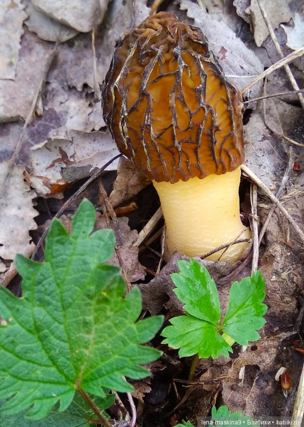 Продолжение, Мещера, куколка Наташа