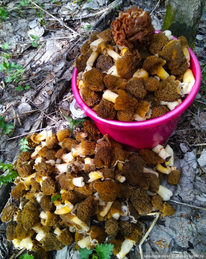 Продолжение, Мещера, куколка Наташа