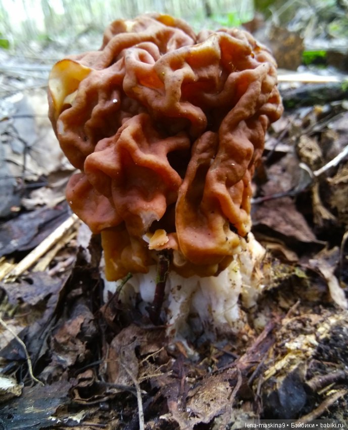 Продолжение, Мещера, куколка Наташа