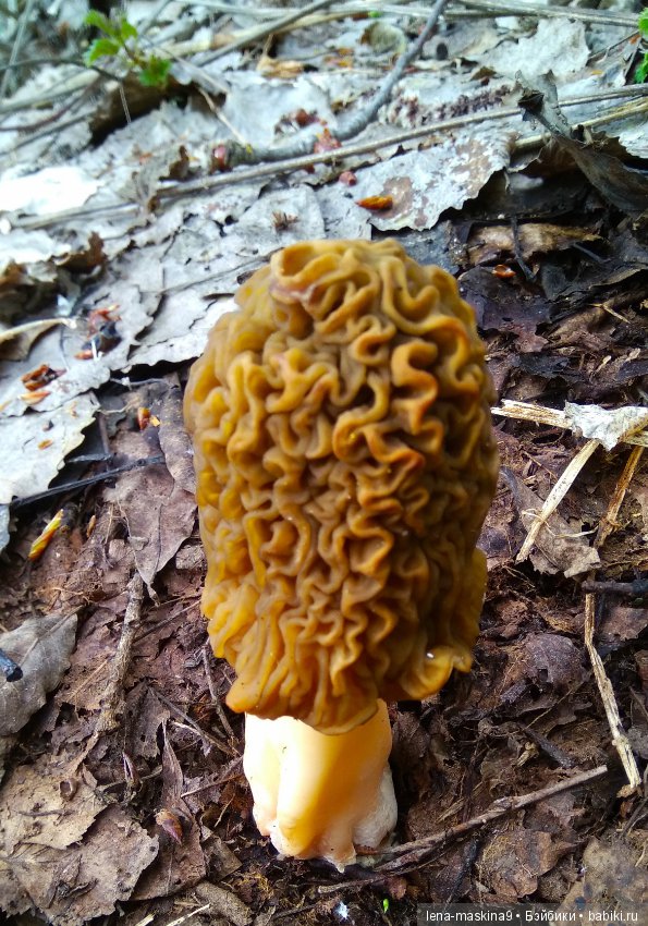 Продолжение, Мещера, куколка Наташа