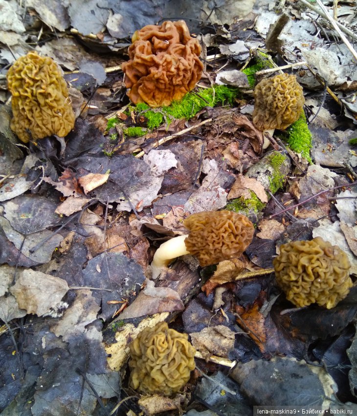 Продолжение, Мещера, куколка Наташа