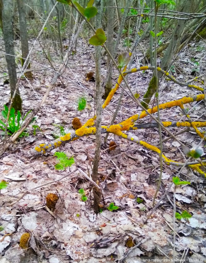 Продолжение, Мещера, куколка Наташа