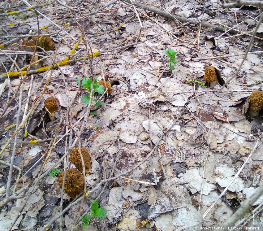 Продолжение, Мещера, куколка Наташа