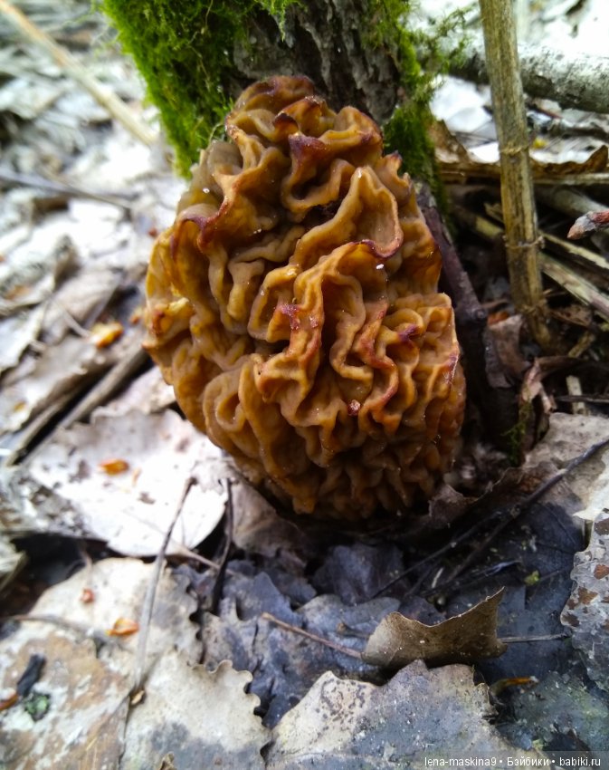 Продолжение, Мещера, куколка Наташа