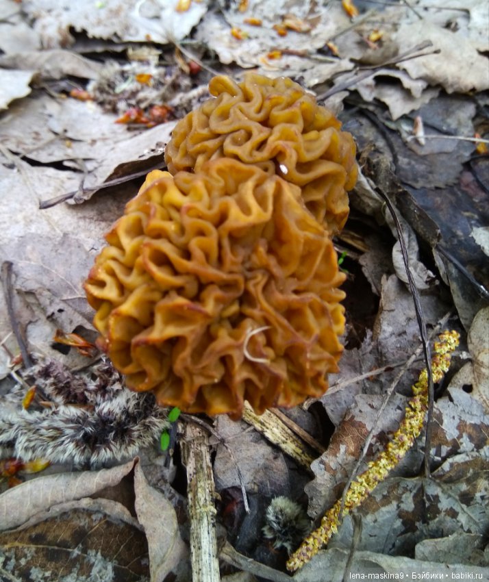 Продолжение, Мещера, куколка Наташа