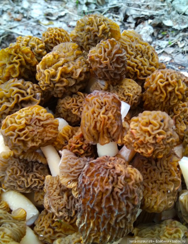 Продолжение, Мещера, куколка Наташа