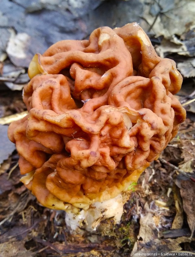 Продолжение, Мещера, куколка Наташа