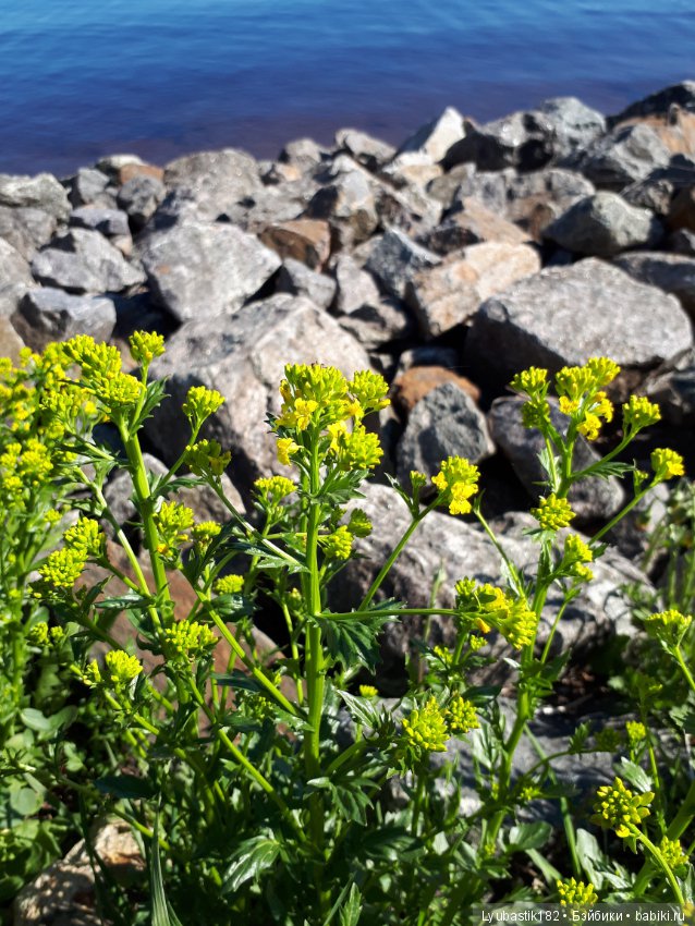 Прогулка по набережной — Туризм и путешествия: фотоотчеты из поездок (фото 7)