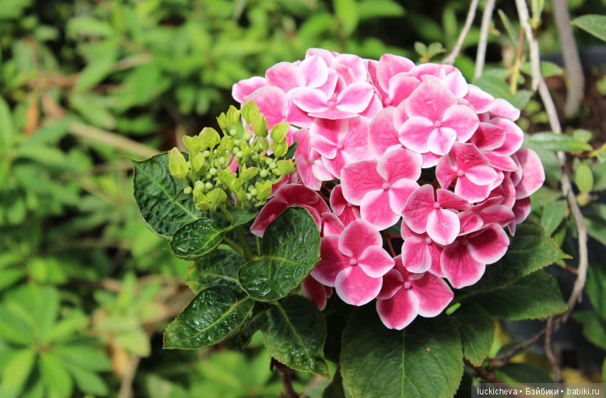 Файлин в Ботаническом Саду. Часть 1