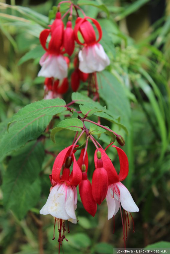 Файлин в Ботаническом Саду. Часть 1