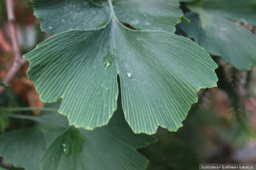 Файлин в Ботаническом Саду. Часть 1