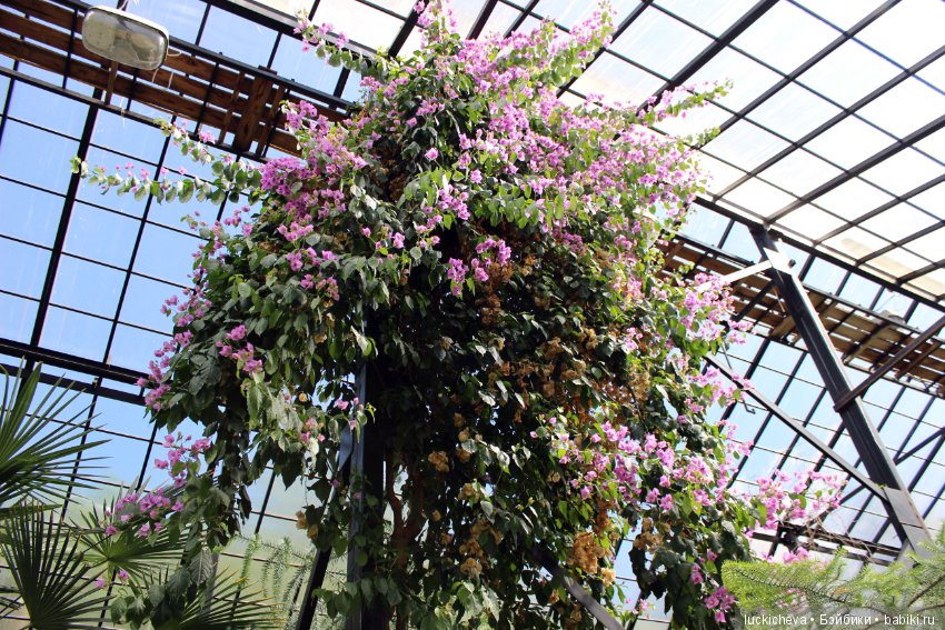 Файлин в Ботаническом Саду. Часть 1