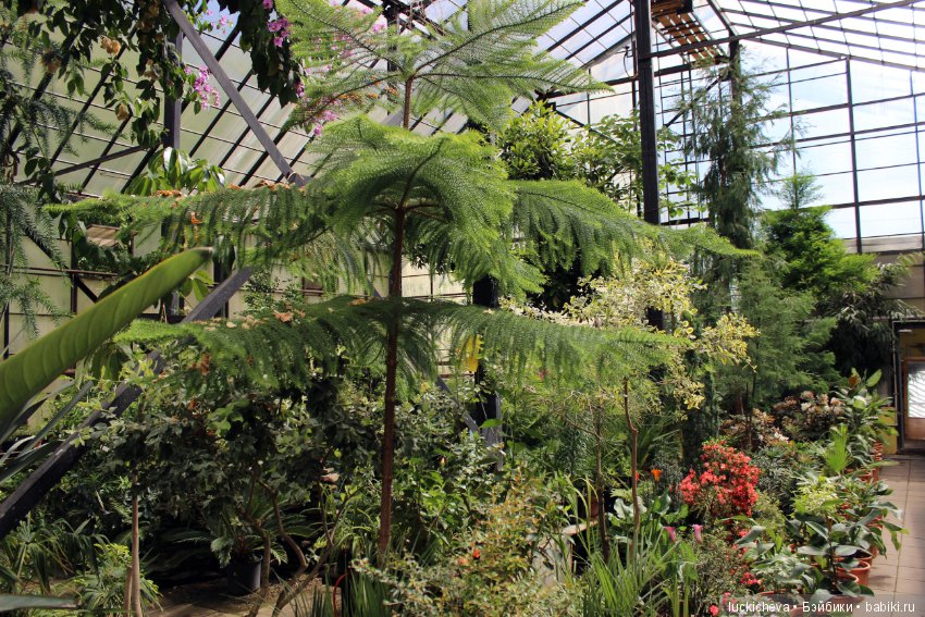 Файлин в Ботаническом Саду. Часть 1