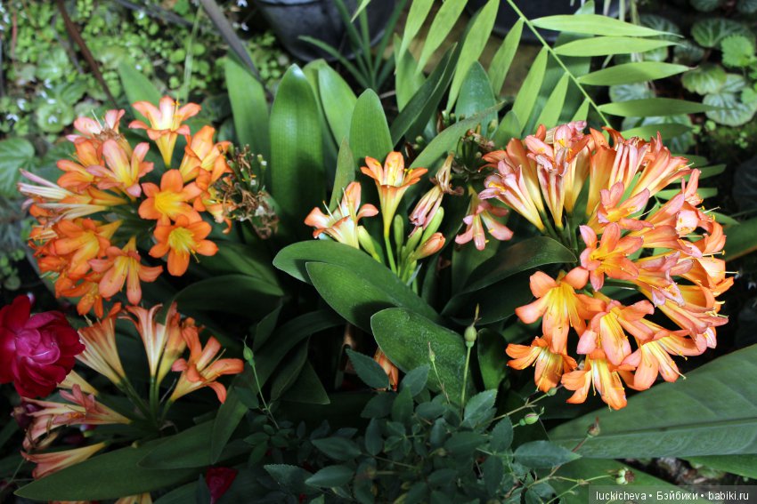 Файлин в Ботаническом Саду. Часть 1