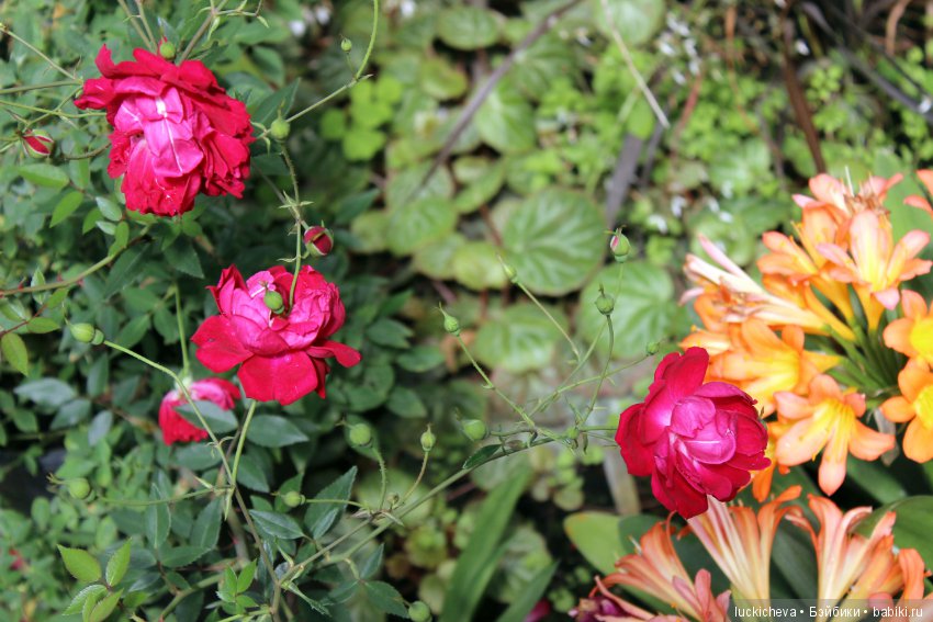 Файлин в Ботаническом Саду. Часть 1