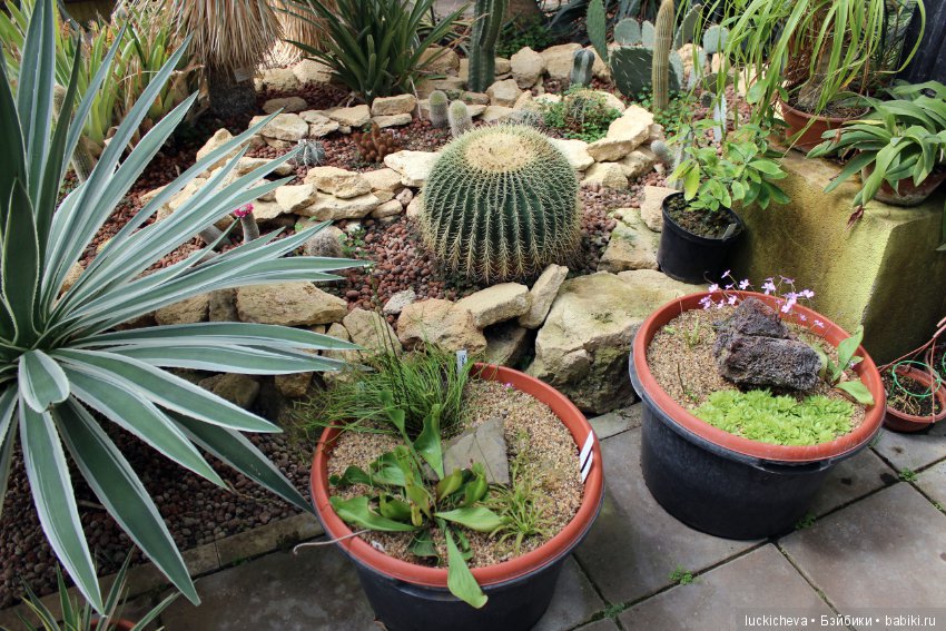 Файлин в Ботаническом Саду. Часть 1