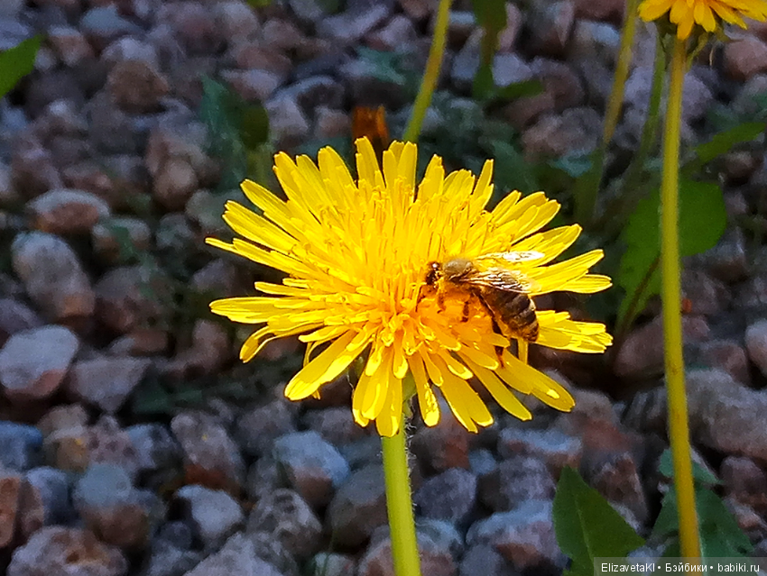 Как в сказке! Realpuki. 37 часть (фото 3)