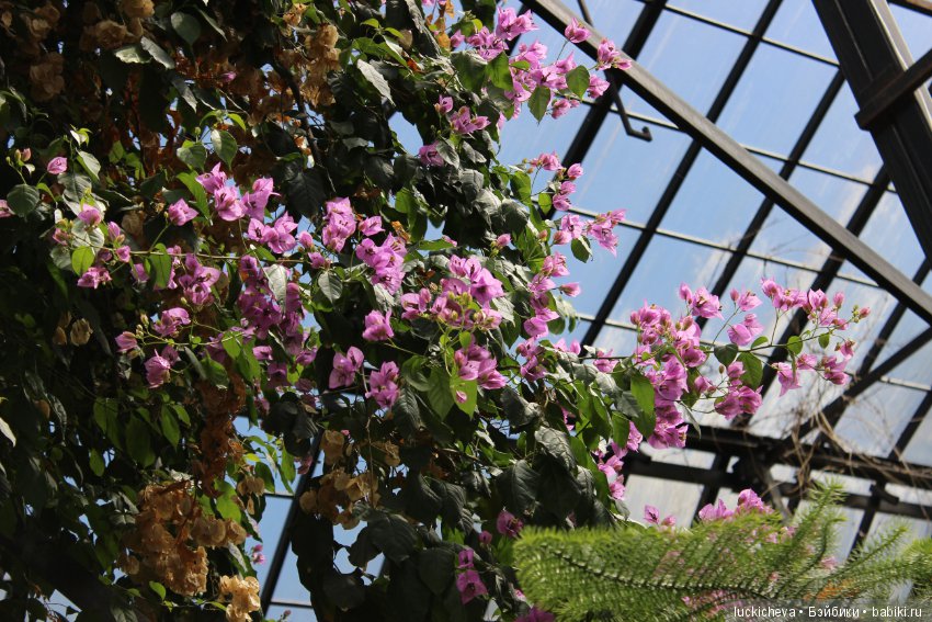 Файлин в Ботаническом Саду. Часть 1