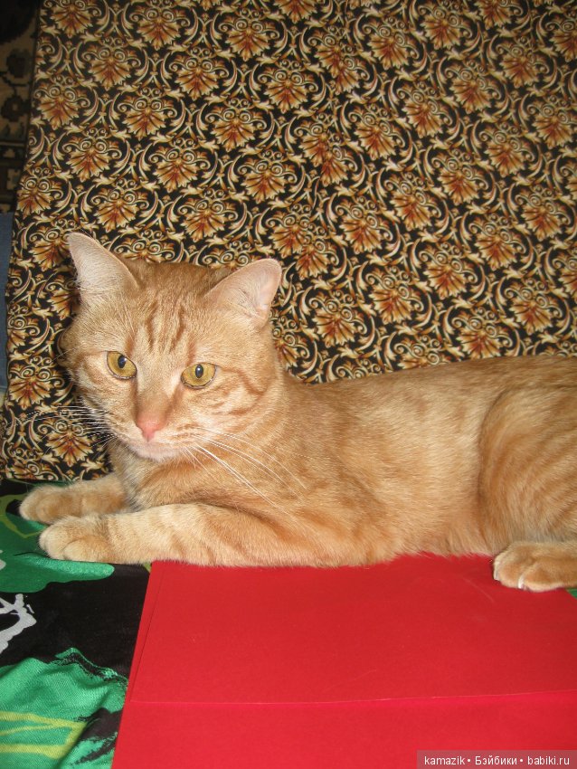 Район Камазовка. Очередные наряды к Мисс Бэйбики 2019 для Риты (фото 6)