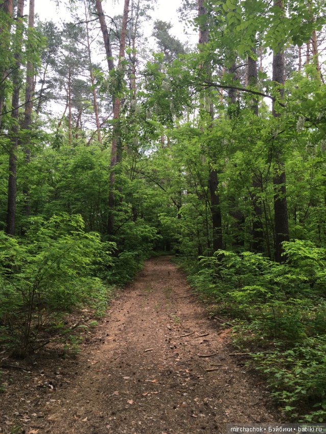 Белой акации гроздья душистые