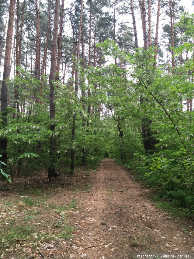 Белой акации гроздья душистые