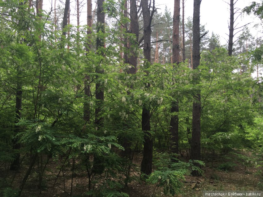 Белой акации гроздья душистые