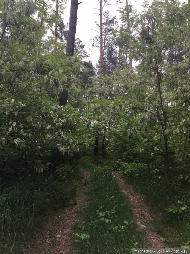 Белой акации гроздья душистые