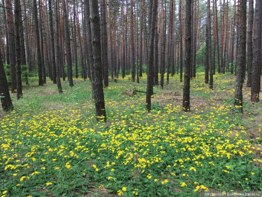 Белой акации гроздья душистые