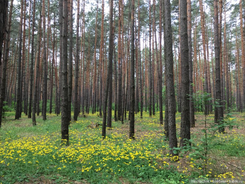 Белой акации гроздья душистые