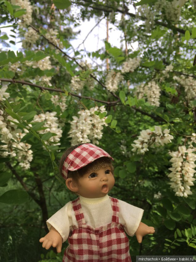 Белой акации гроздья душистые (фото 3)