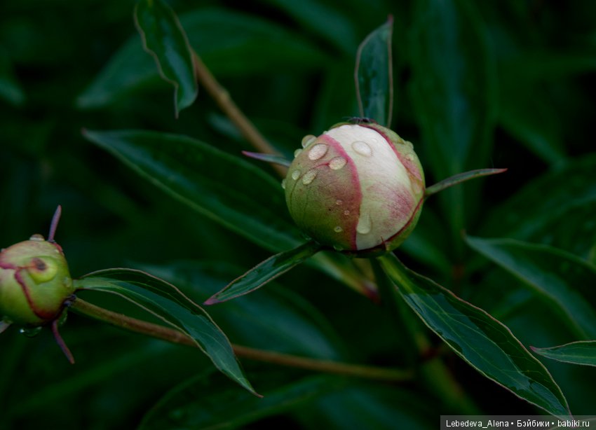 Цветы после грозы — Болталка и разговоры обо всем: жизнь (фото 9)