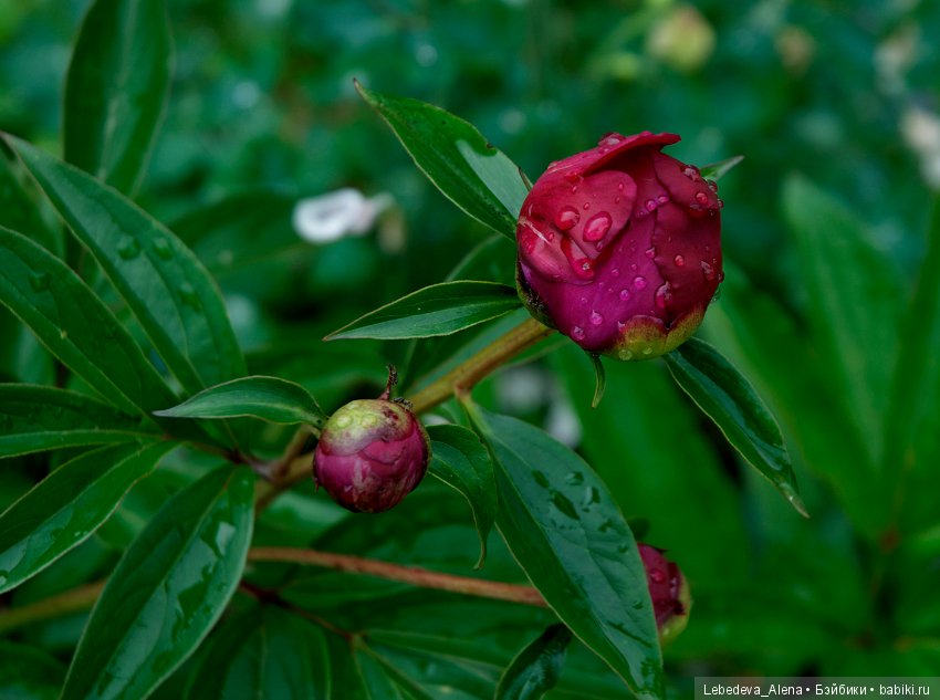 Цветы после грозы — Болталка и разговоры обо всем: жизнь