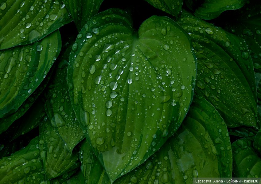 Цветы после грозы — Болталка и разговоры обо всем: жизнь (фото 4)