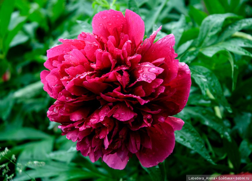 Цветы после грозы — Болталка и разговоры обо всем: жизнь (фото 7)