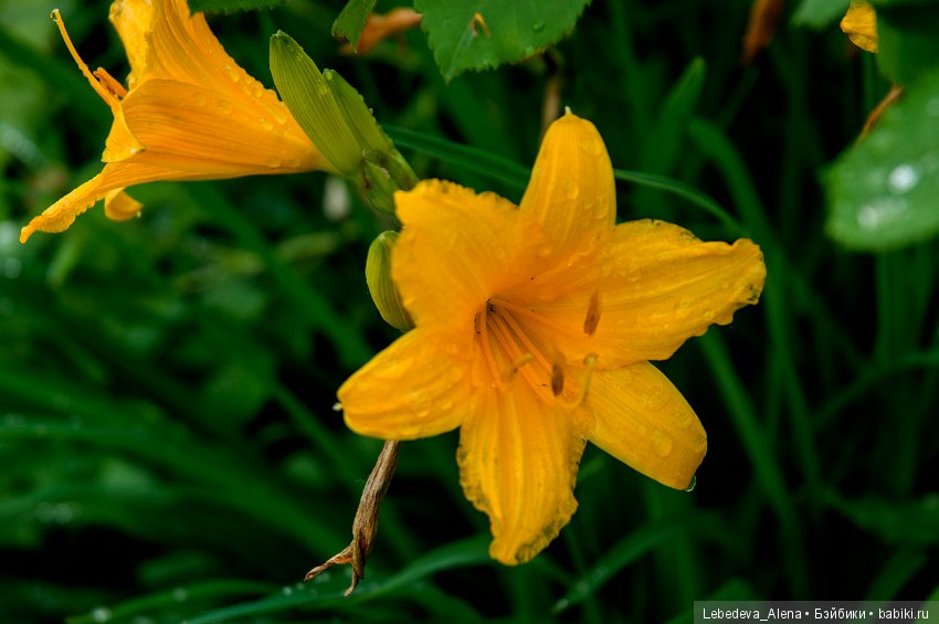Цветы после грозы — Болталка и разговоры обо всем: жизнь (фото 5)