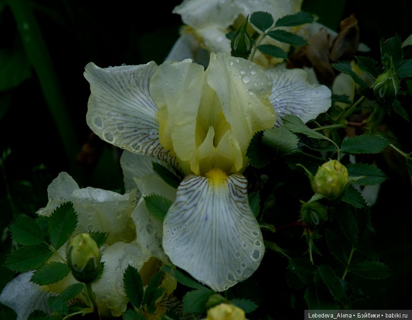 Цветы после грозы — Болталка и разговоры обо всем: жизнь (фото 6)