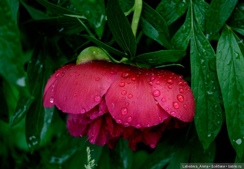 Цветы после грозы — Болталка и разговоры обо всем: жизнь (фото 8)