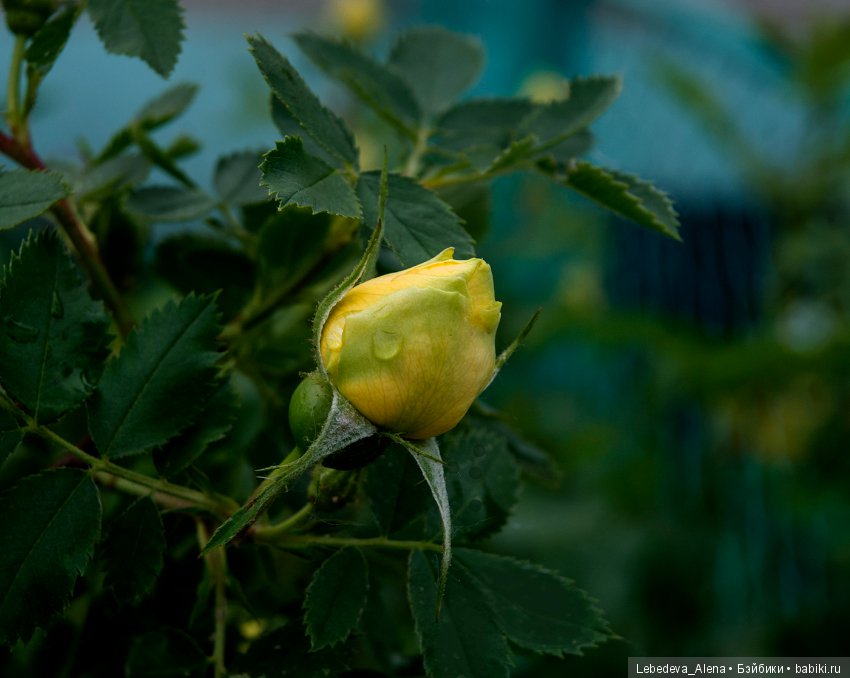 Цветы после грозы — Болталка и разговоры обо всем: жизнь (фото 2)