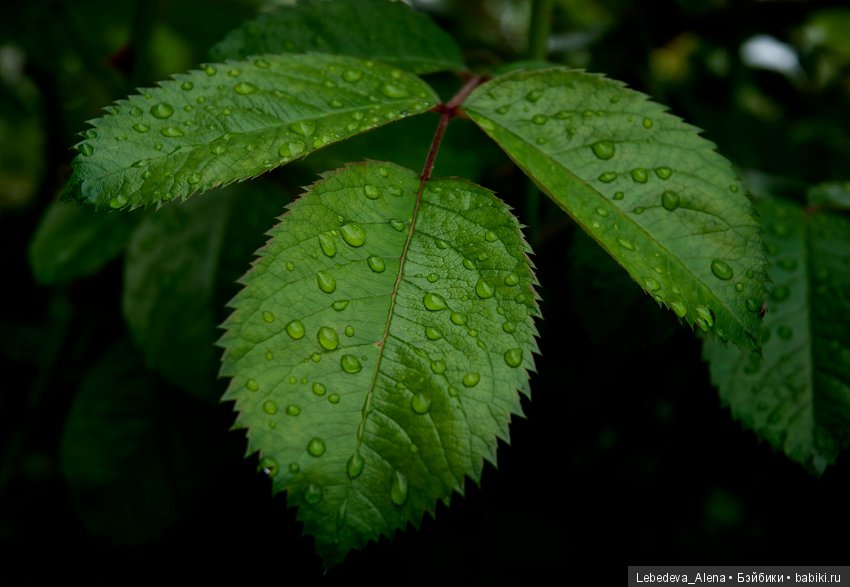 Цветы после грозы — Болталка и разговоры обо всем: жизнь